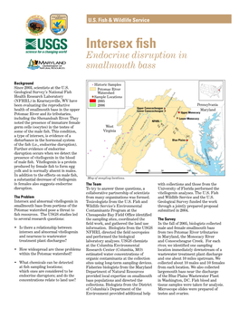 Intersex Fish Endocrine Disruption in Smallmouth Bass