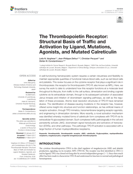 The Thrombopoietin Receptor: Structural Basis of Traffic and Activation by Ligand, Mutations, Agonists, and Mutated Calreticulin