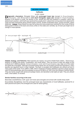 HEMIRAMPHIDAE Halfbeaks by B.B