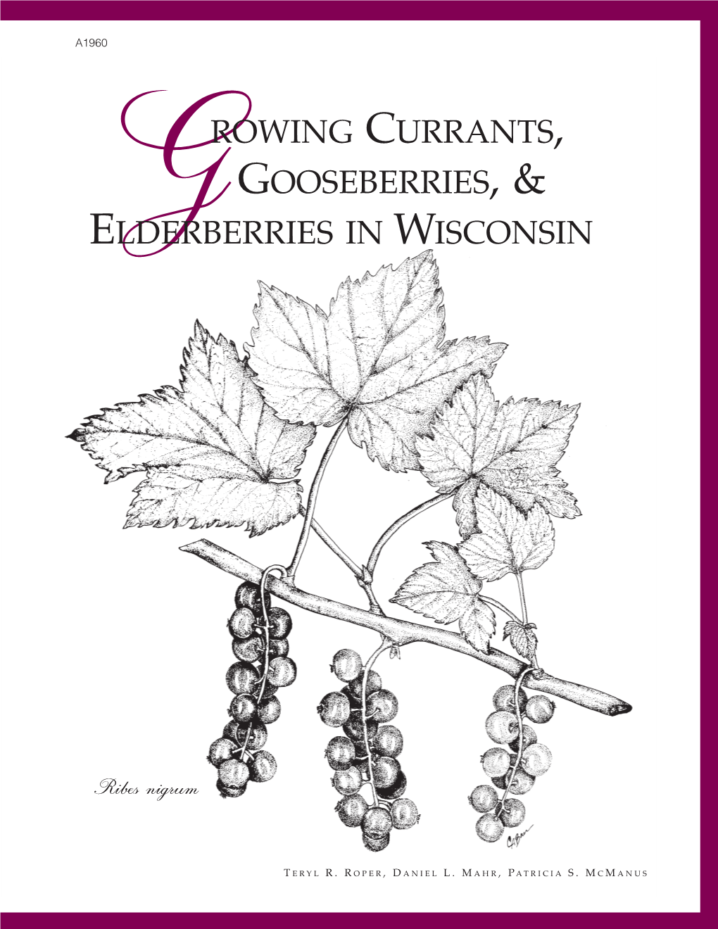 Growing Currants, Gooseberries, and Elderberries in Wisconsin (A1960)