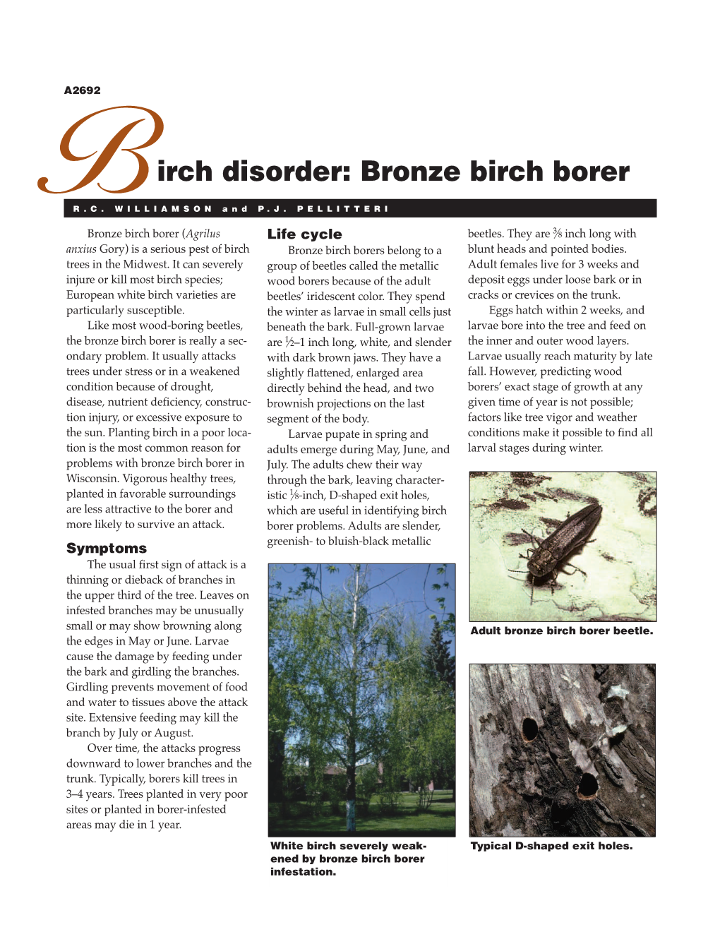 Bronze Birch Borer (A2692)