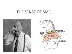 THE SENSE of SMELL Objectives Sense of Smell the Olfactory System Nasal Epithelium