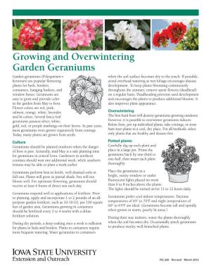 Growing and Overwintering Garden Geraniums Garden Geraniums (Pelargonium × When the Soil Surface Becomes Dry to the Touch