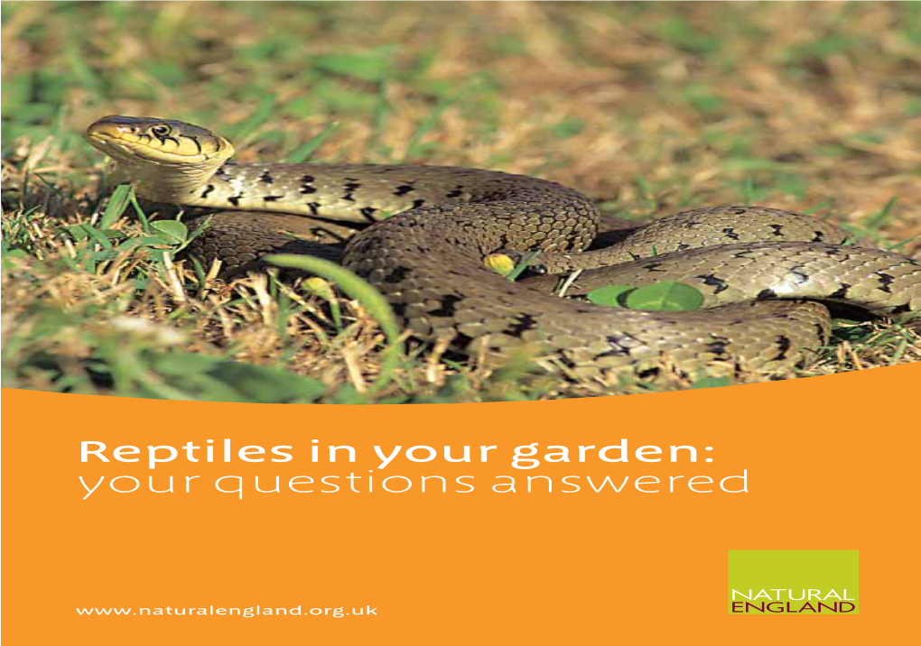Reptiles in Your Garden: Your Questions Answered