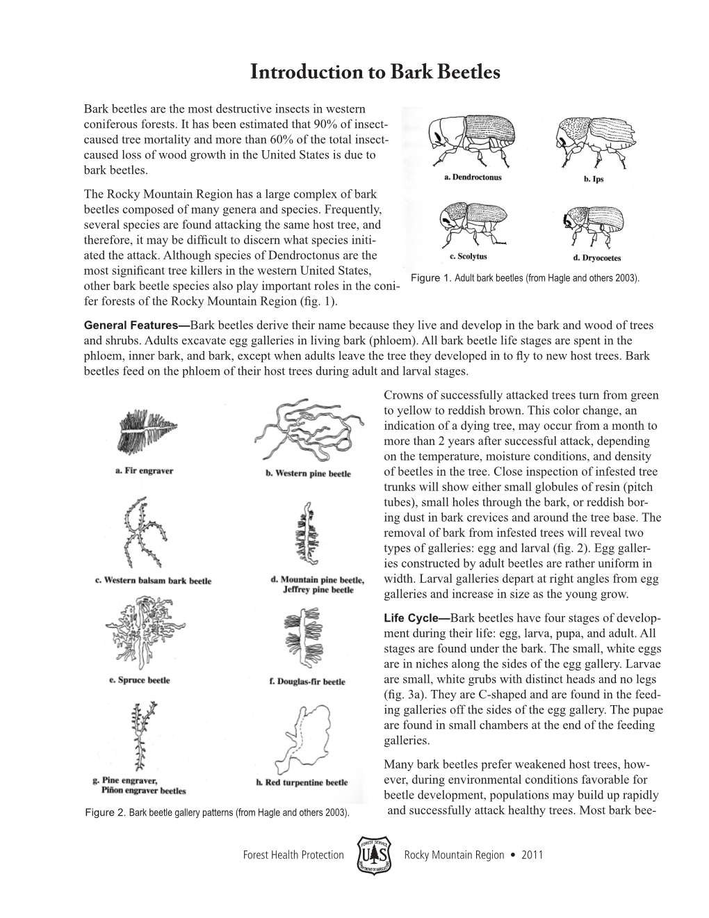 Introduction to Bark Beetles Bark Beetles Are the Most Destructive Insects in Western Coniferous Forests