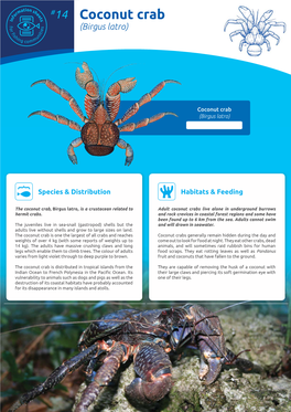 Coconut Crab (Birgus Latro)