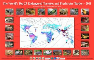 The World's Top 25 Endangered Tortoises and Freshwater Turtles – 2011