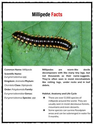 Millipede Facts