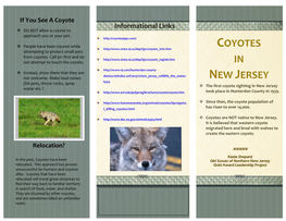 Coyotes in New Jersey