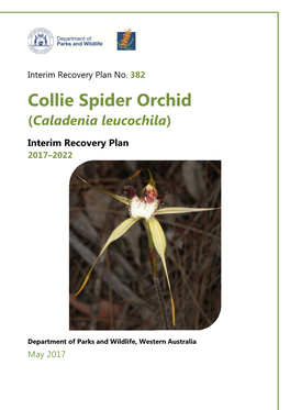 Caladenia Leucochila IRP382 2017 2022 Web Version