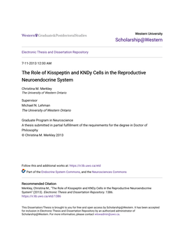 The Role of Kisspeptin and Kndy Cells in the Reproductive Neuroendocrine System