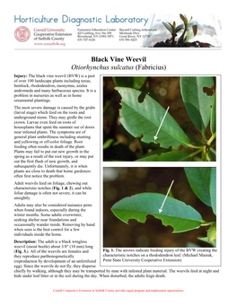 Black Vine Weevil