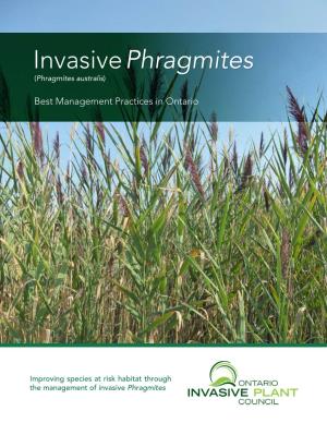 Phragmites Best Management Practices: Improving Species at Risk Habitat Through Phragmites Management 1 Impacts of Phragmites