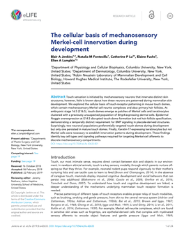 The Cellular Basis of Mechanosensory Merkel-Cell Innervation During