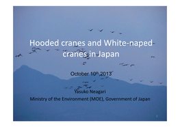 Hooded Cranes and White-Naped Cranes in Japan