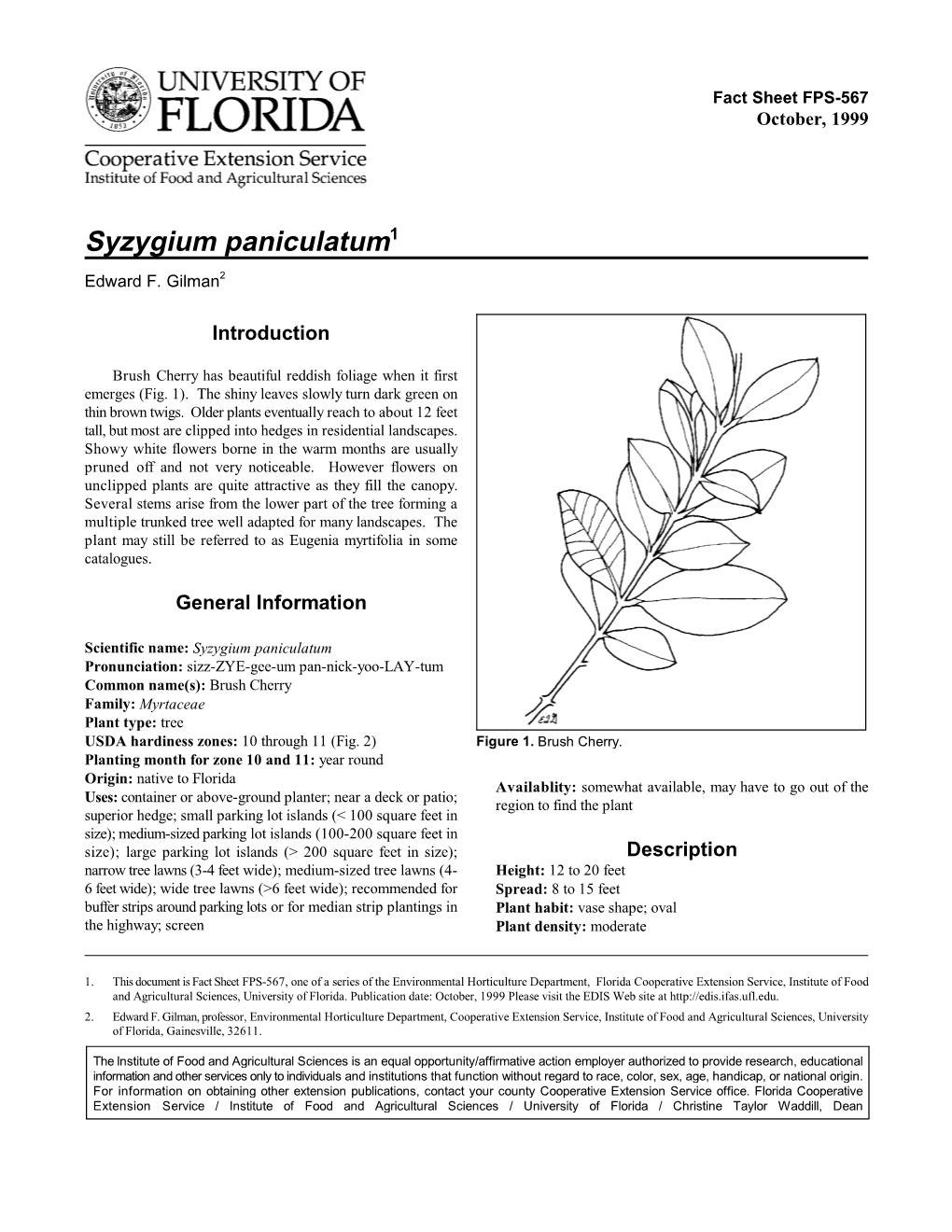 Syzygium Paniculatum1