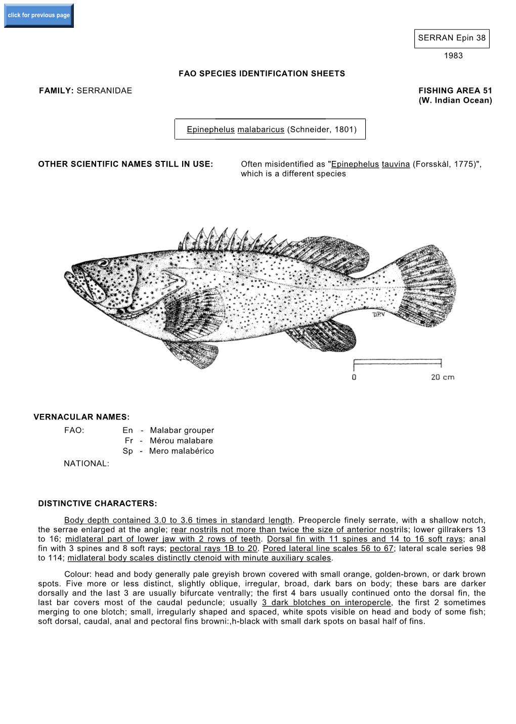 Epinephelus Malabaricus (Schneider, 1801)