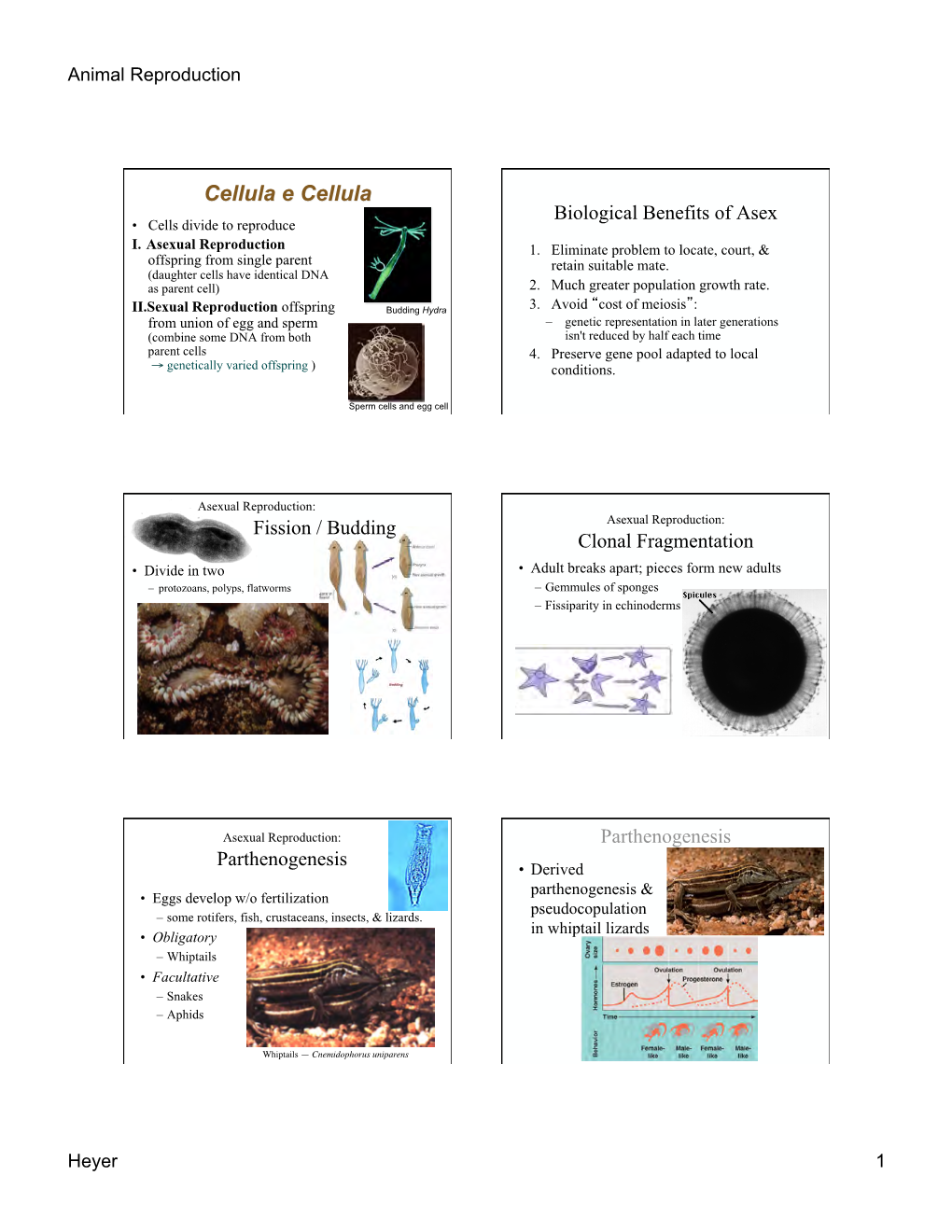 Cellula E Cellula Biological Benefits of Asex • Cells Divide to Reproduce I