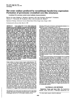 Rat Urate Oxidase Produced by Recombinant Baculovirus Expression