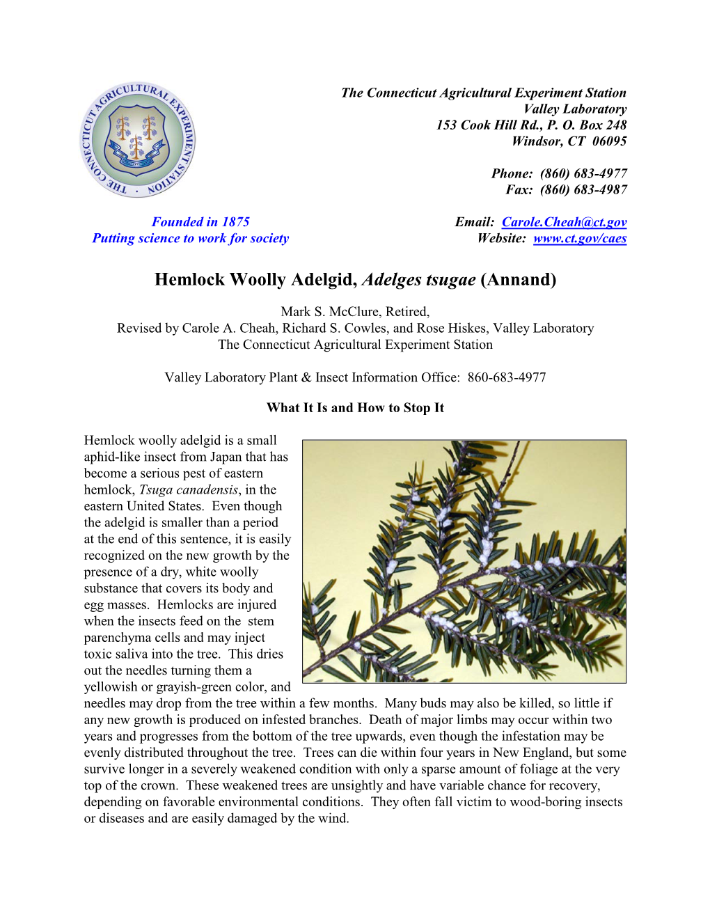 Hemlock Woolly Adelgid, Adelges Tsugae (Annand)