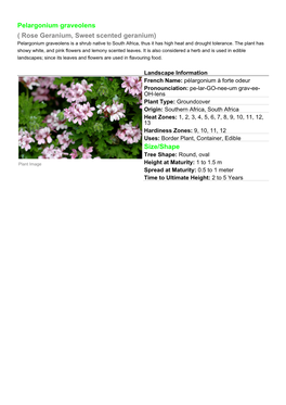 Pelargonium Graveolens ( Rose Geranium, Sweet Scented Geranium) Pelargonium Graveolens Is a Shrub Native to South Africa, Thus It Has High Heat and Drought Tolerance