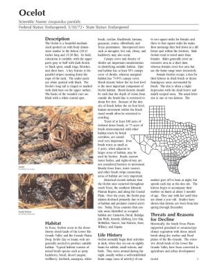 Ocelot Scientific Name: Leopardus Pardalis Federal Status: Endangered, 3/30/72• State Status: Endangered