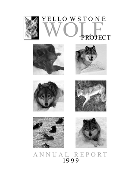 Yellowstone Wolfproject Annual Report 1999