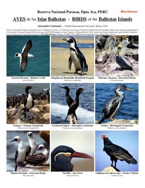 AVES De Las Islas Ballestas - BIRDS of the Ballestas Islands