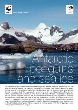 The Emperor (Aptenodytes Forsteri) and Adélie (Pygocelis Adeliae) Penguins Are the Only Two True Antarctic Penguin Species That Breed on the Antarctic Continent