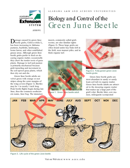 Green June Beetle ANR-991