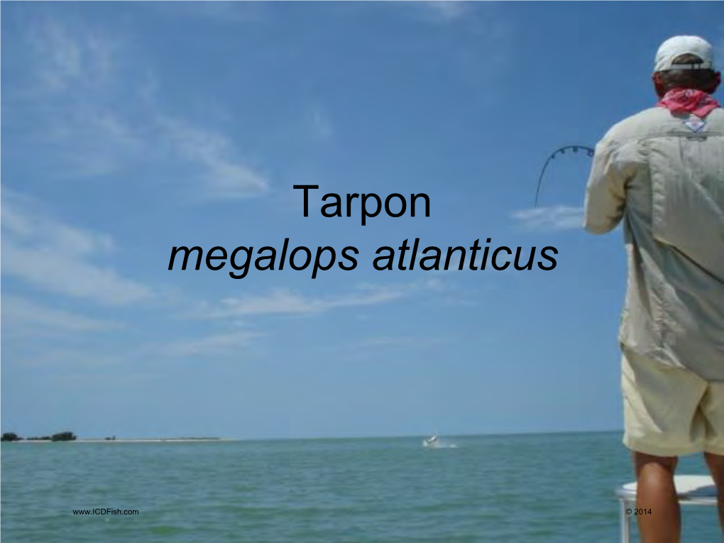 Tarpon Megalops Atlanticus