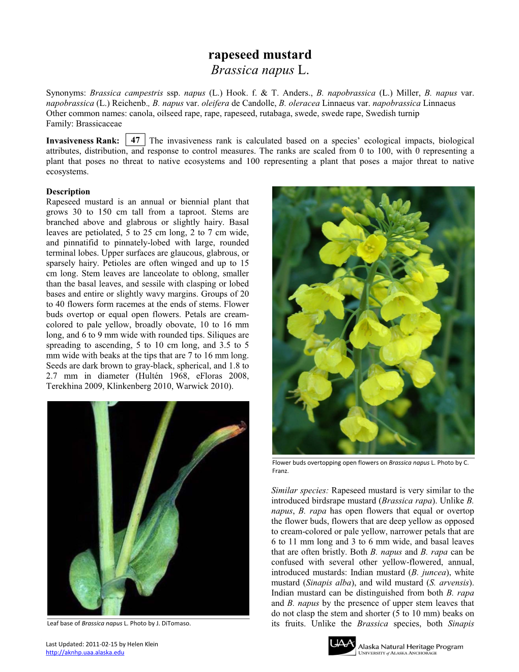 Rapeseed Mustard Brassica Napus L