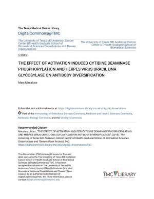 The Effect of Activation Induced Cytidine Deaminase Phosphorylation and Herpes Virus Uracil Dna Glycosylase on Antibody Diversification
