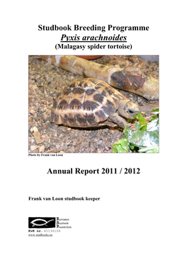 Pyxis Arachnoides (Malagasy Spider Tortoise)