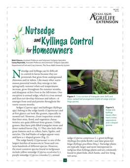 Nutsedge and Kyllinga Control for Homeowners