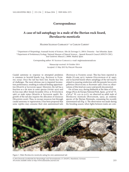 A Case of Tail Autophagy in a Male of the Iberian Rock Lizard, Iberolacerta Monticola