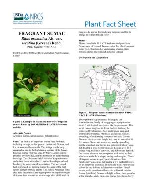 Fragrant Sumac (Rhus Aromatica) Plant Fact Sheet