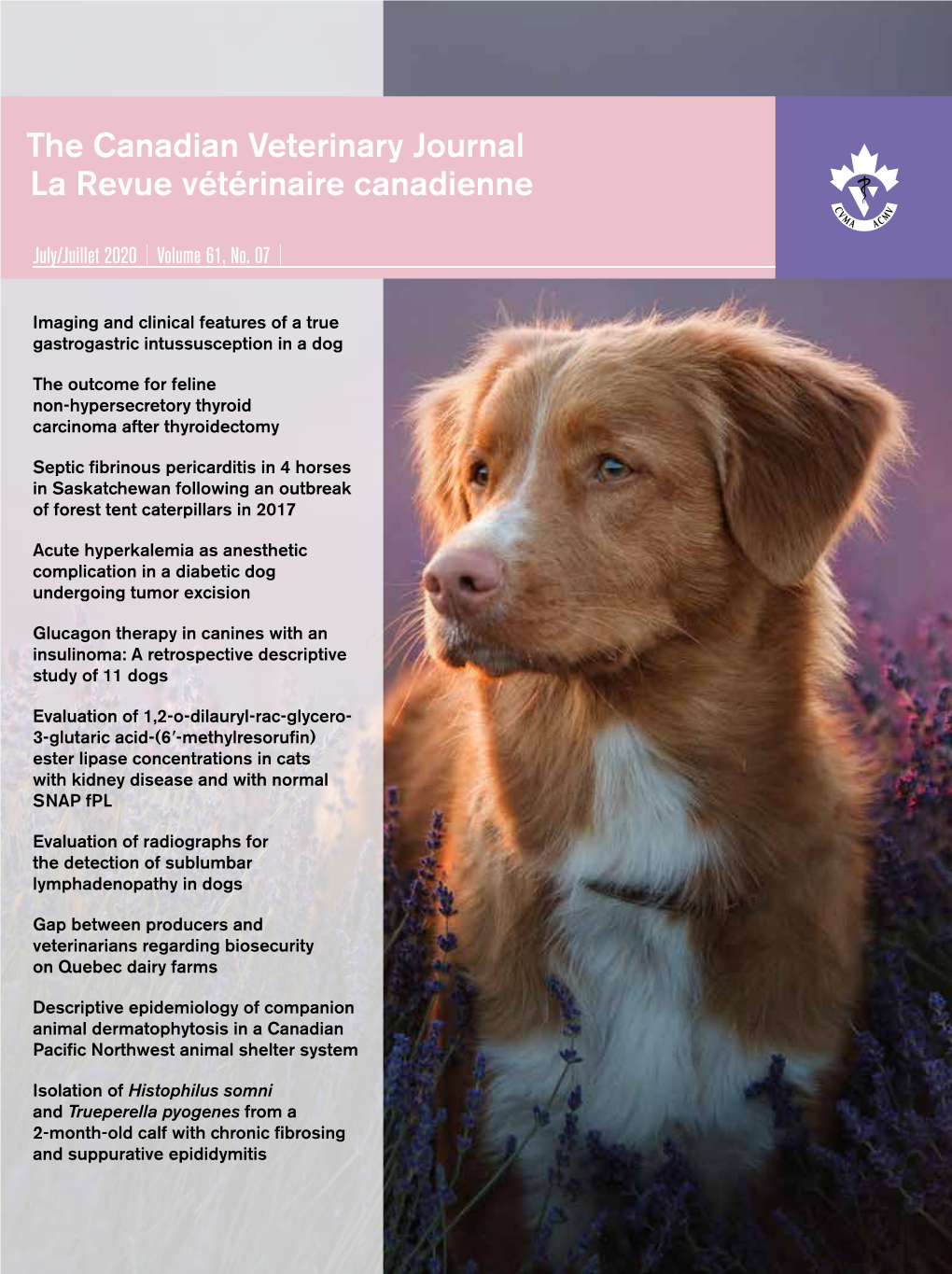 The Canadian Veterinary Journal La Revue Vétérinaire Canadienne Imaging and Clinical Features of a True Gastrogastric Intussusception in a Dog