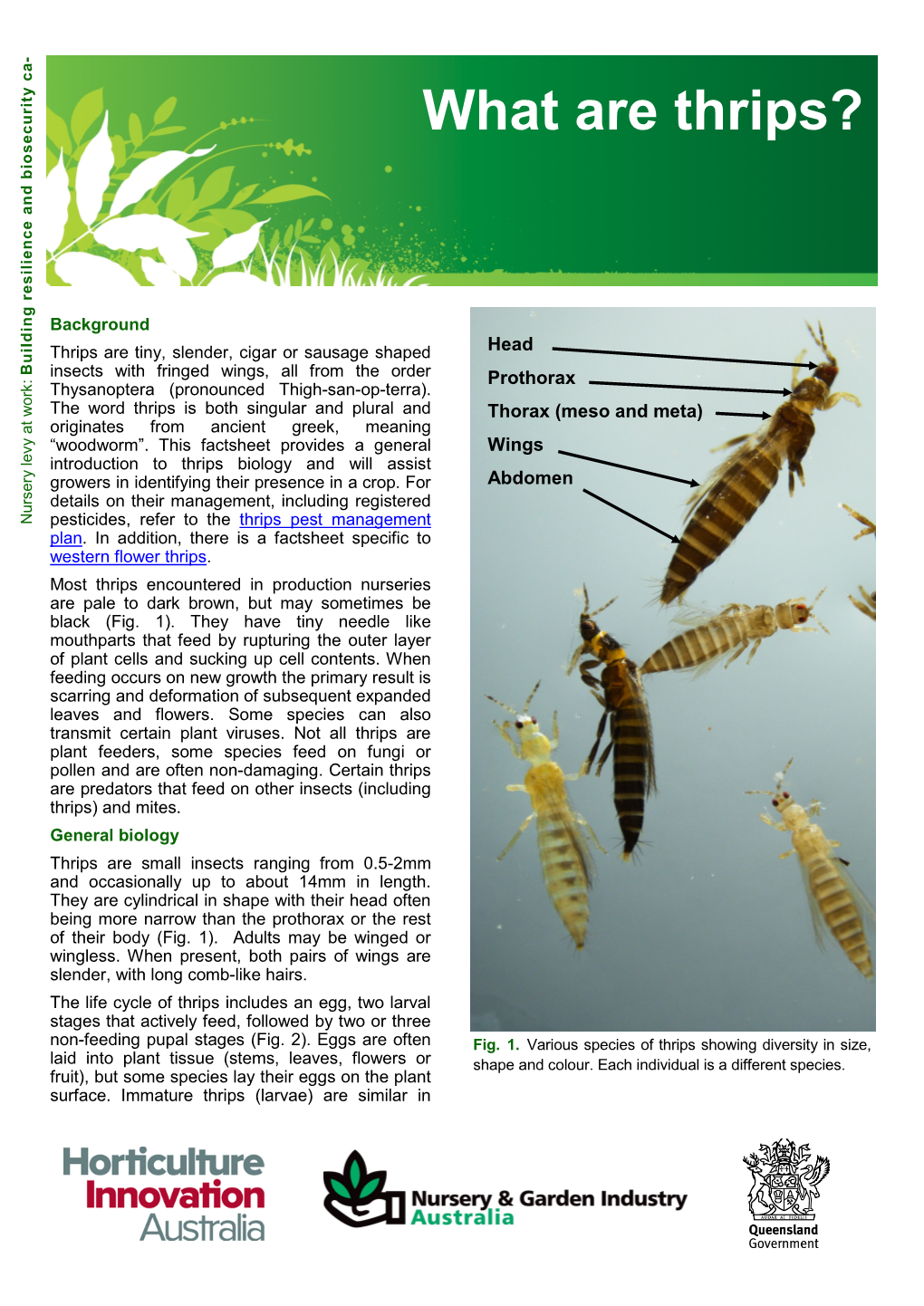 What Are Thrips?