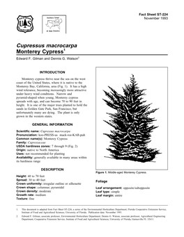 Cupressus Macrocarpa Monterey Cypress1 Edward F