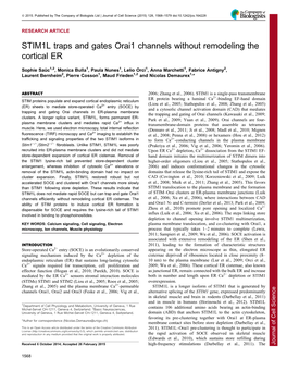 STIM1L Traps and Gates Orai1 Channels Without Remodeling the Cortical ER