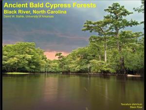 Ancient Bald Cypress Forests Black River, North Carolina David W