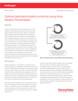 Optimal Dephosphorylation Protocols Using Anza Alkaline Phosphatase