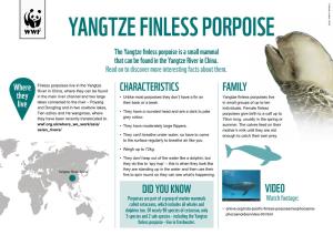YANGTZE FINLESS PORPOISE the Yangtze Finless Porpoise Is a Small Mammal That Can Be Found in the Yangtze River in China