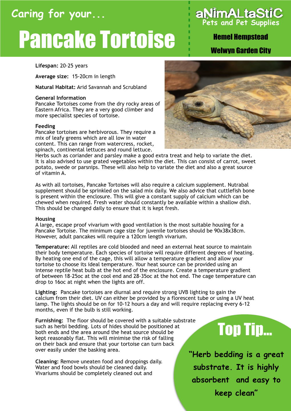 Pancake Tortoise Caresheet