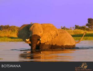 Luxury Botswana Safari Tours and Botswana Safaris