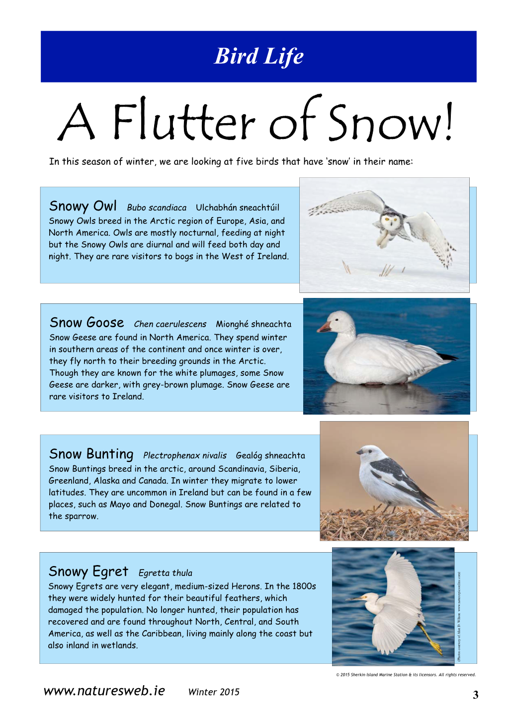 Egretta Thula Snowy Egrets Are Very Elegant, Medium-Sized Herons