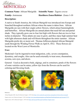 African Marigolds Scientific Name- Tagetes Erecta Family