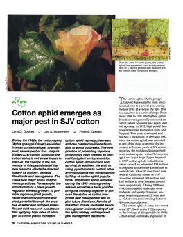 Cotton Aphid Emerges As Major Pest in SJV Cotton