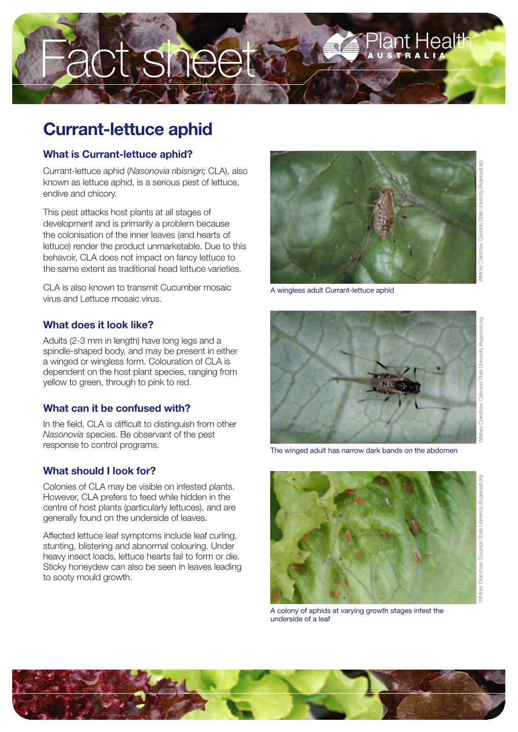 Currant-Lettuce Aphid
